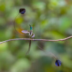 NORTHERN PERU TOUR REPORT 2026