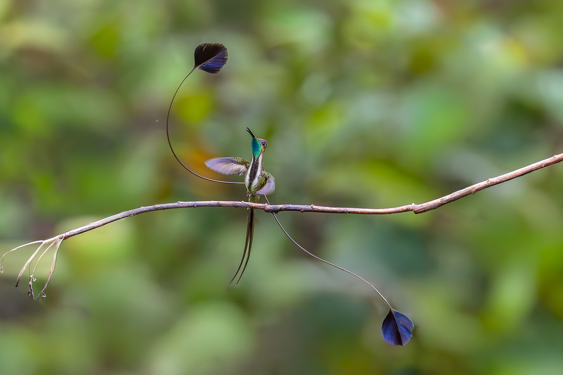 Marvelous Spatuletail (image by Leo Garrigues)