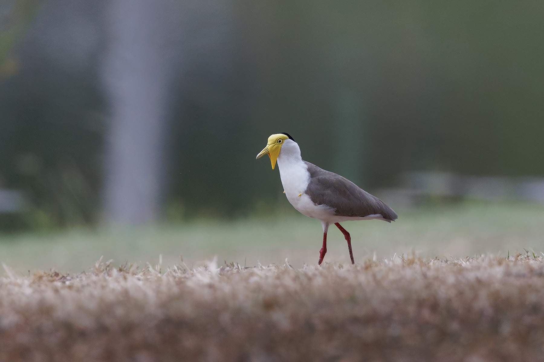Masked Lapwing (image by Dáni Balla)