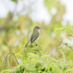 Mishana Tyrannulet (image by Leo Garrigues)