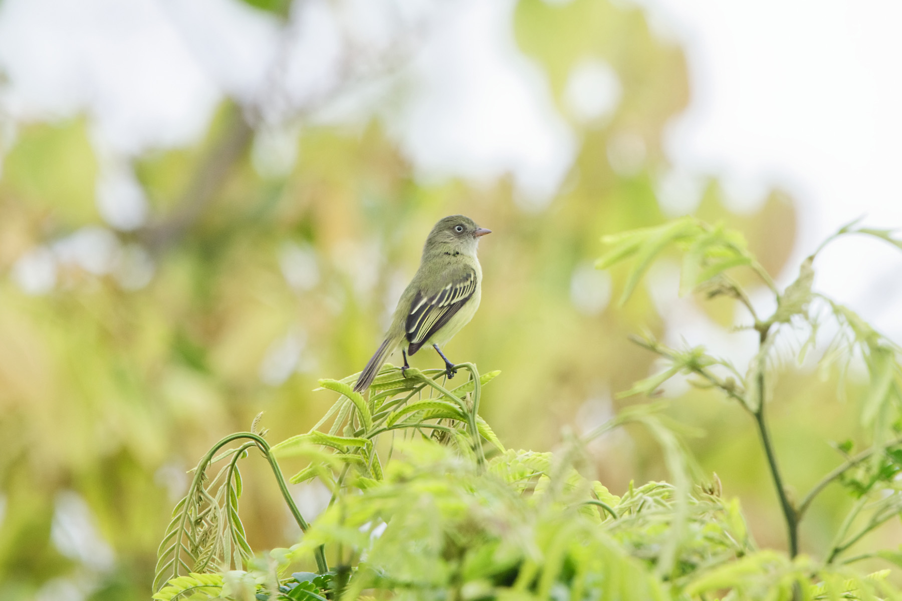 Mishana Tyrannulet (image by Leo Garrigues)