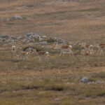 Mongolian Gazelles (image by Mark Beaman)