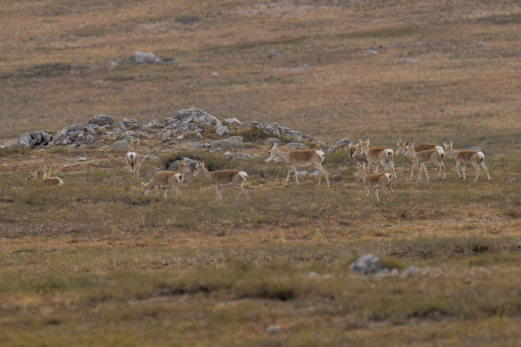 Mongolian Gazelles (image by Mark Beaman)