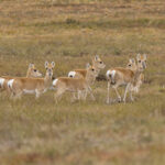 Mongolian Gazelles (image by Mark Beaman)