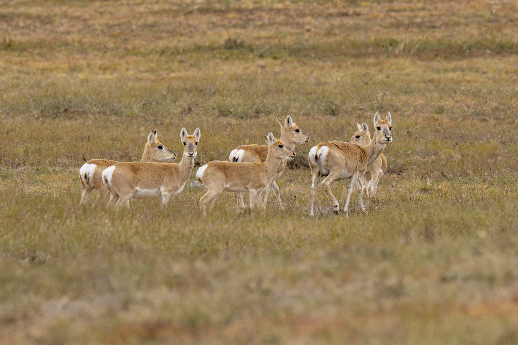 Mongolian Gazelles (image by Mark Beaman)
