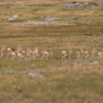 Mongolian Gazelles (image by Mark Beaman)