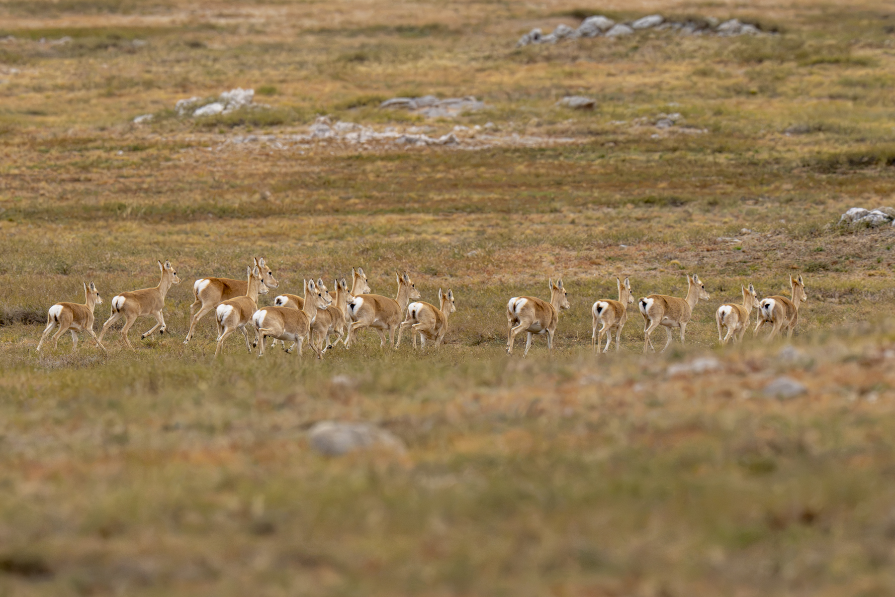 Mongolian Gazelles (image by Mark Beaman)