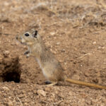 Mongolian Gerbil or Jird (image by Mark Beaman)