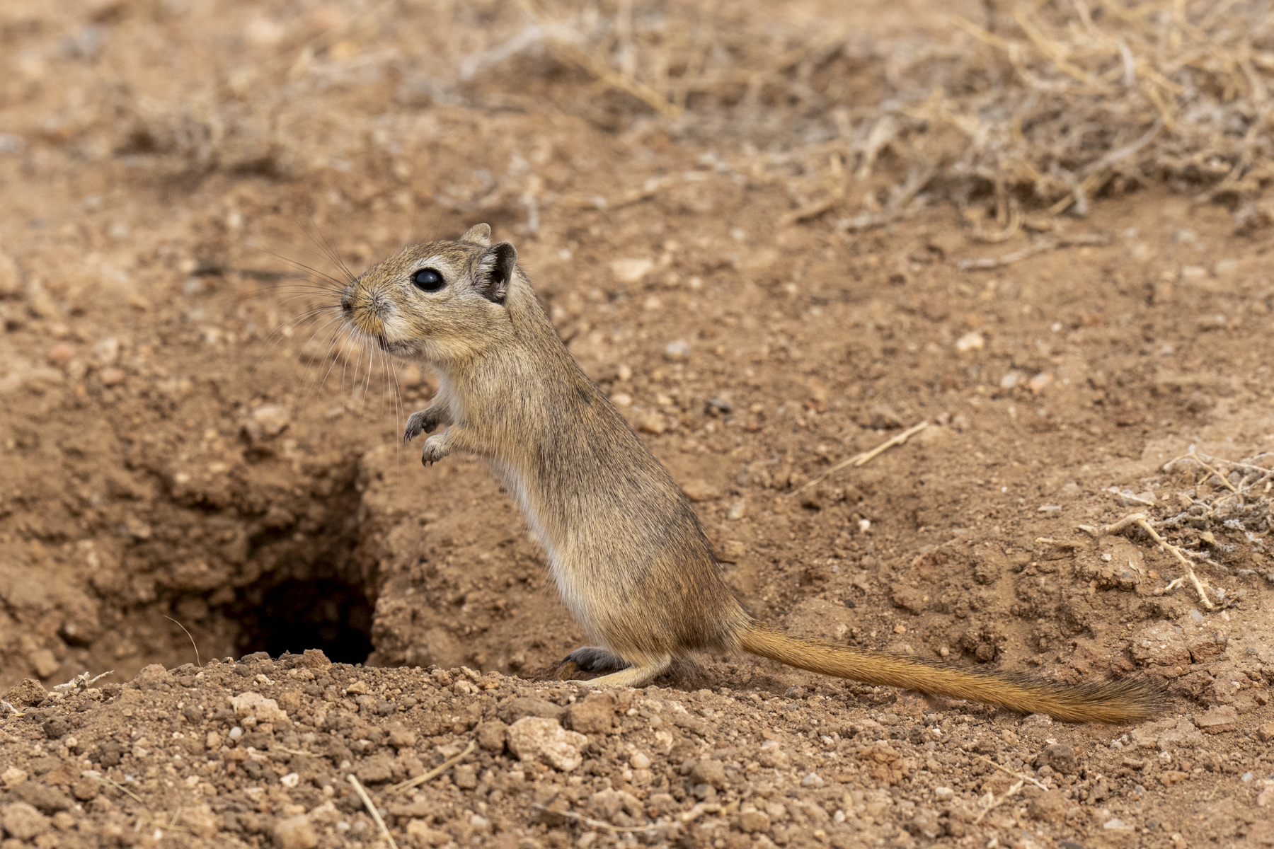 Mongolian Gerbil or Jird (image by Mark Beaman)