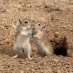 Mongolian Gerbils 'kissing' (image by Mark Beaman)
