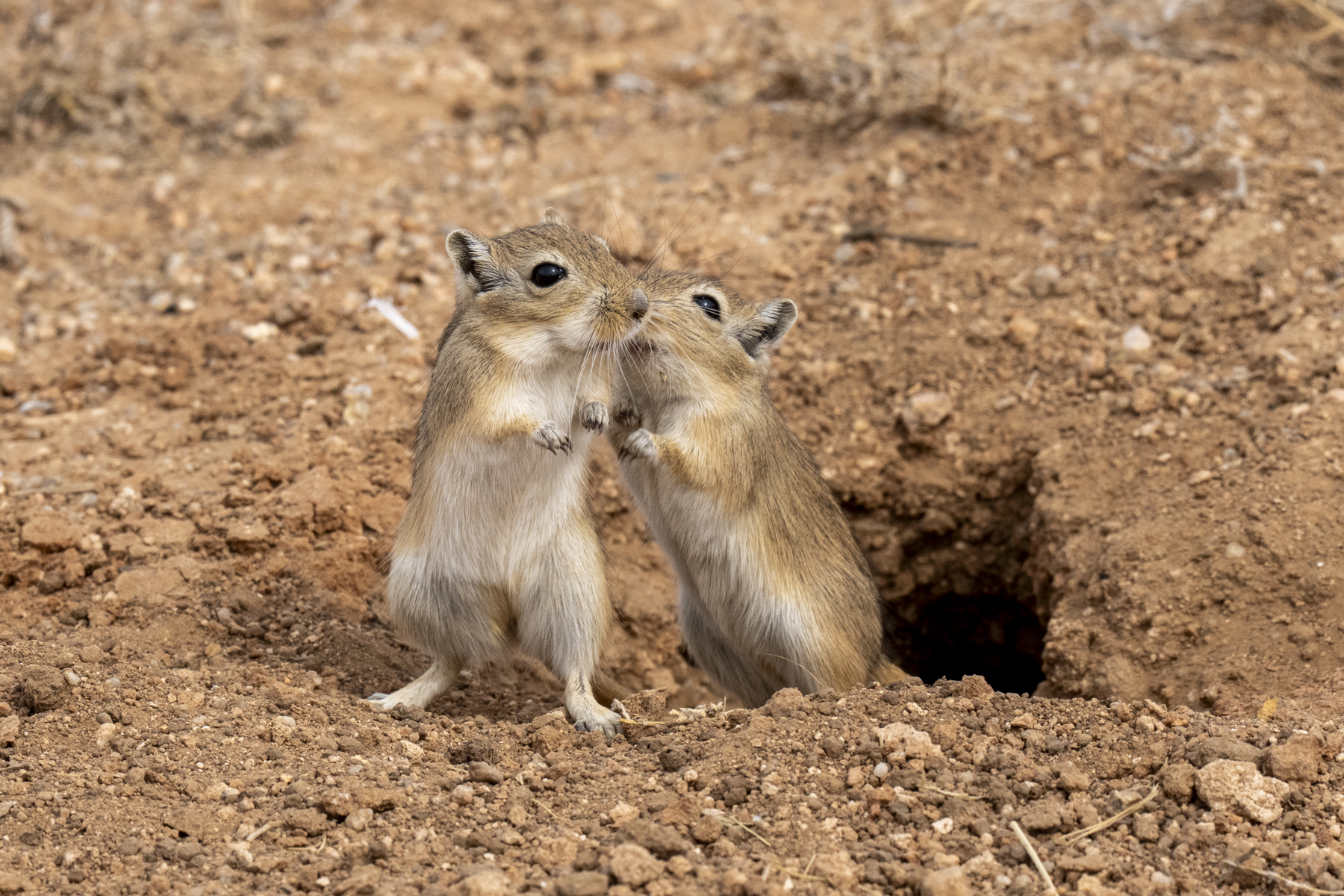 Mongolian Gerbils 'kissing' (image by Mark Beaman)