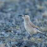 Mongolian or Henderson's Ground Jay (image by Mark Beaman)