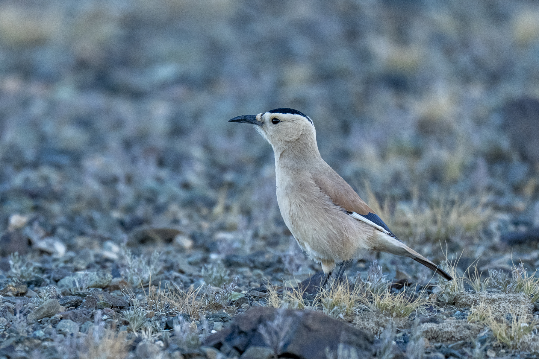 Mongolian or Henderson's Ground Jay (image by Mark Beaman)