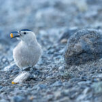 Mongolian Ground Jays like carrots (image by Mark Beaman)