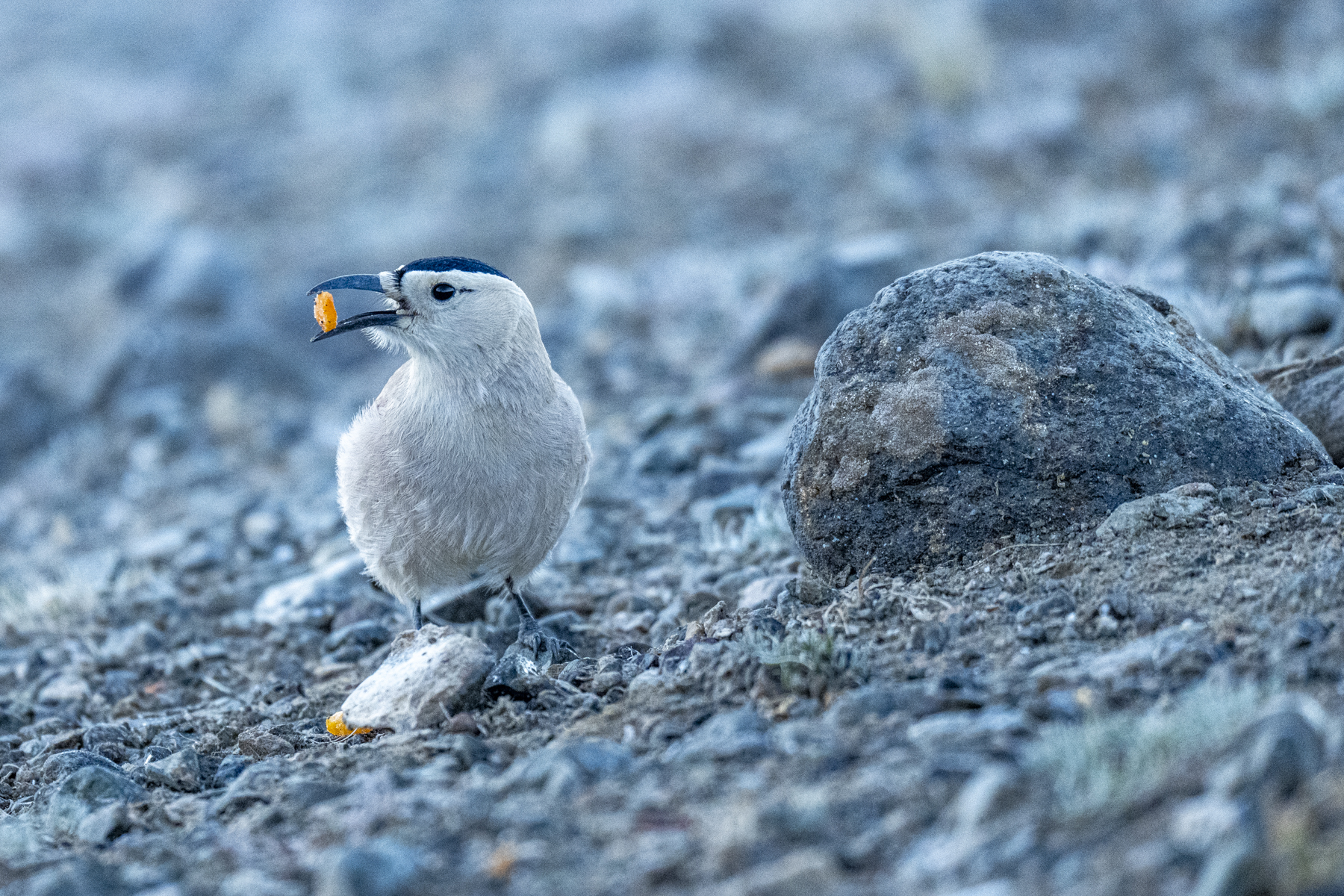 Mongolian Ground Jays like carrots (image by Mark Beaman)
