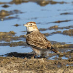 Mongolian Lark (image by Mark Beaman)