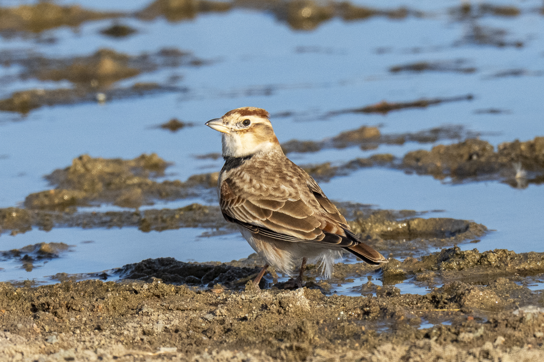 Mongolian Lark (image by Mark Beaman)