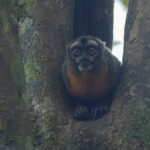 Nancy Ma's Night Monkey (image by Mark Van Beirs)