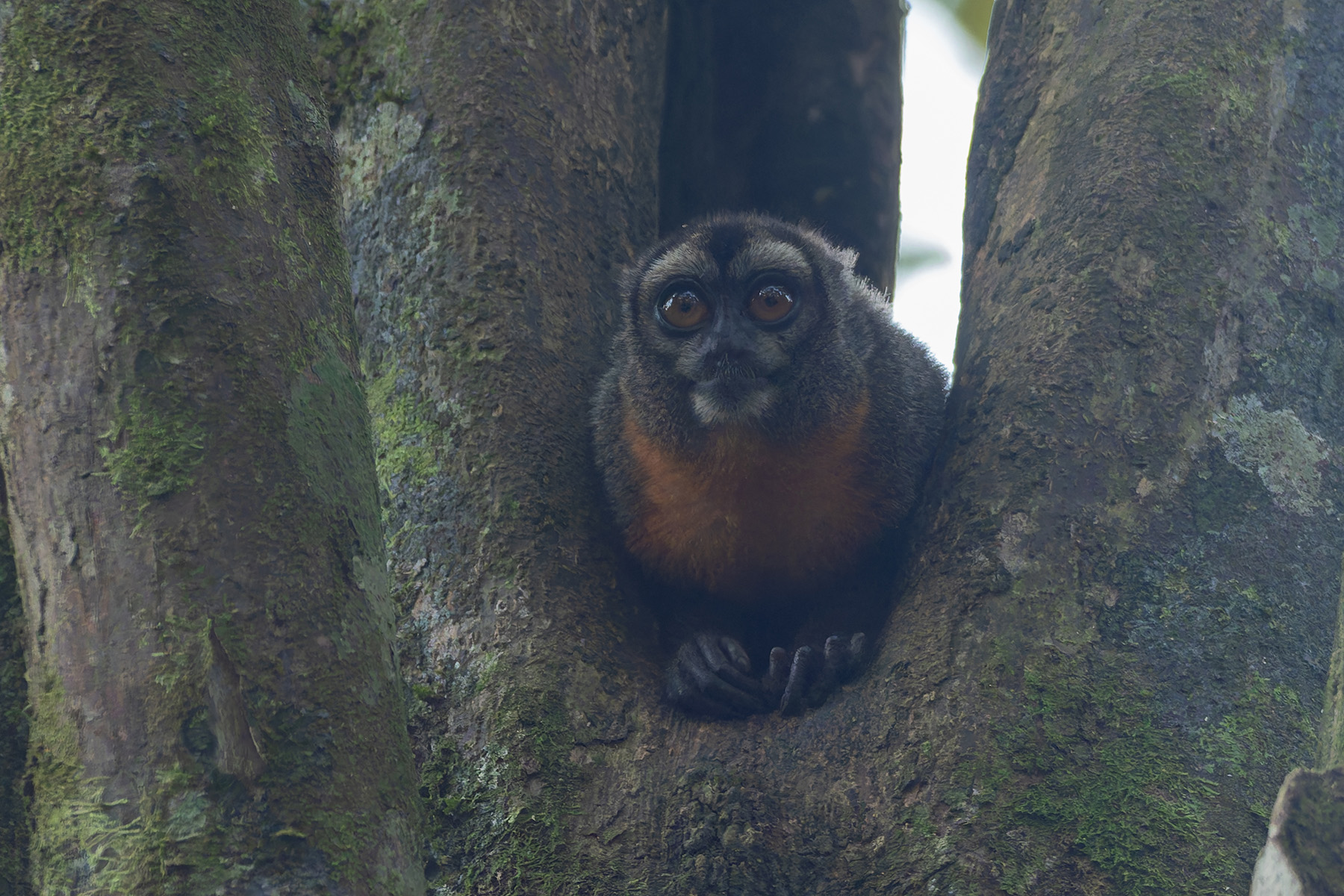 Nancy Ma's Night Monkey (image by Mark Van Beirs)