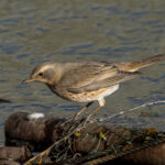 Naumann's Thrush (image by Mark Beaman)