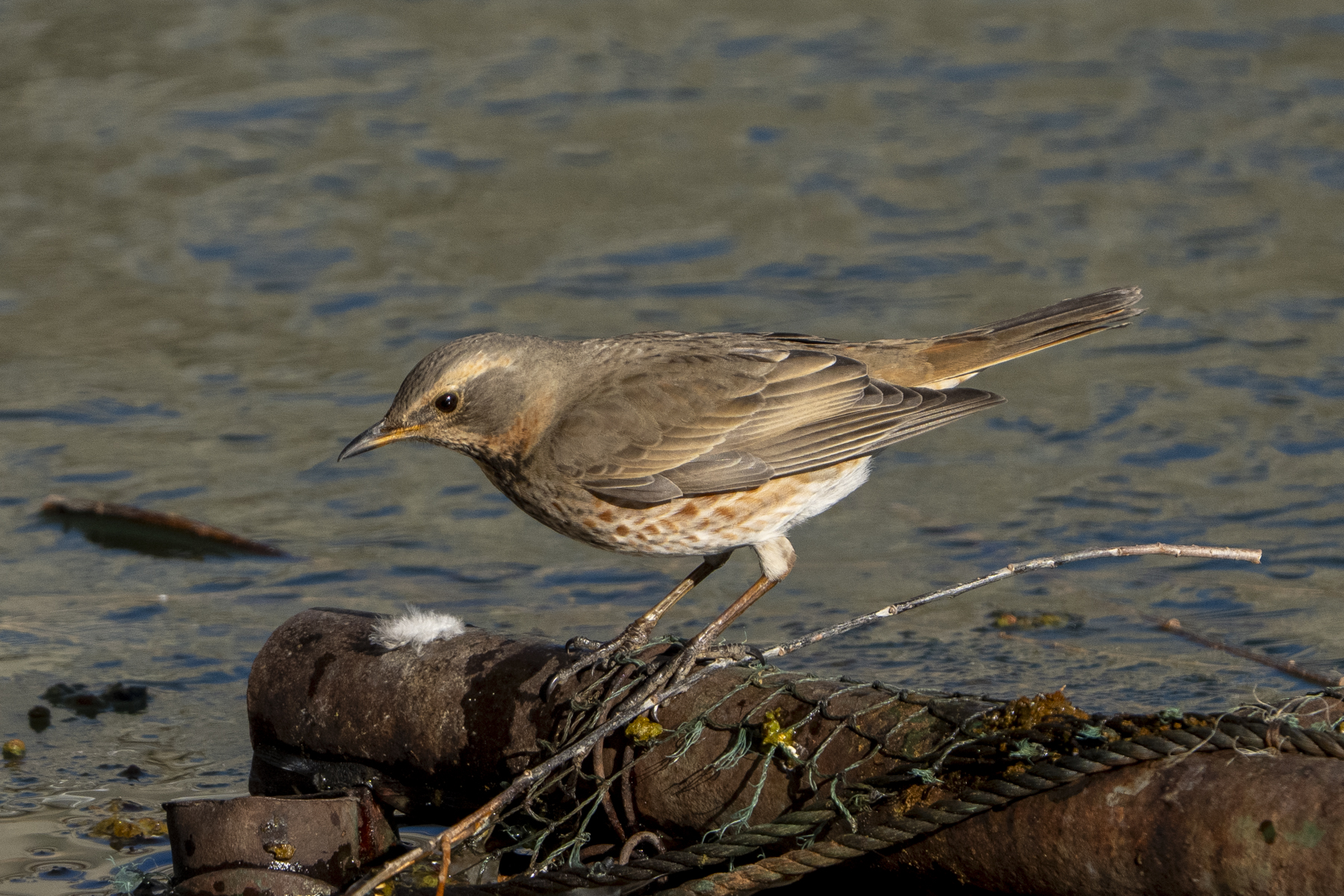 Naumann's Thrush (image by Mark Beaman)
