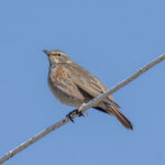 Naumann's Thrush (image by Mark Beaman)