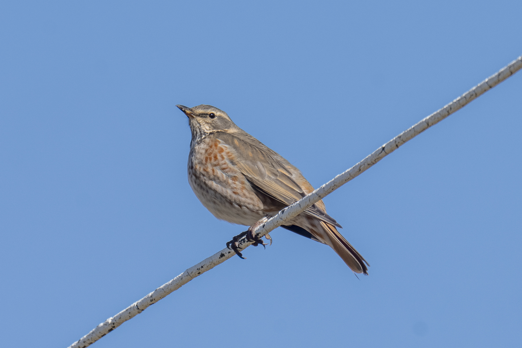 Naumann's Thrush (image by Mark Beaman)