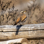 Naumann's Thrush adult male (image by Mark Beaman)