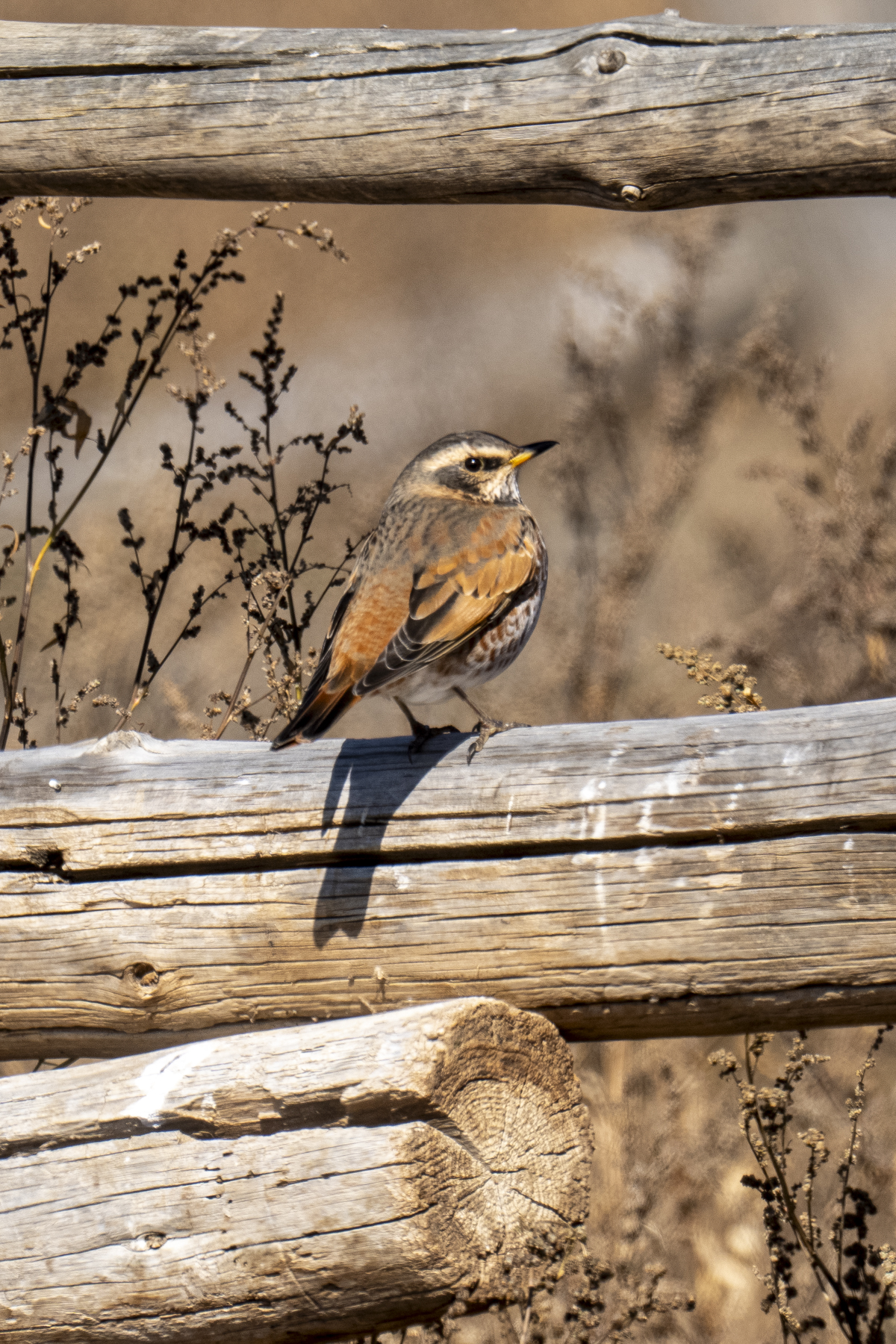 Naumann's Thrush adult male (image by Mark Beaman)