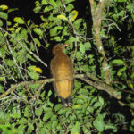 PERU’S IQUITOS & THE UPPER AMAZON TOUR REPORT 2026
