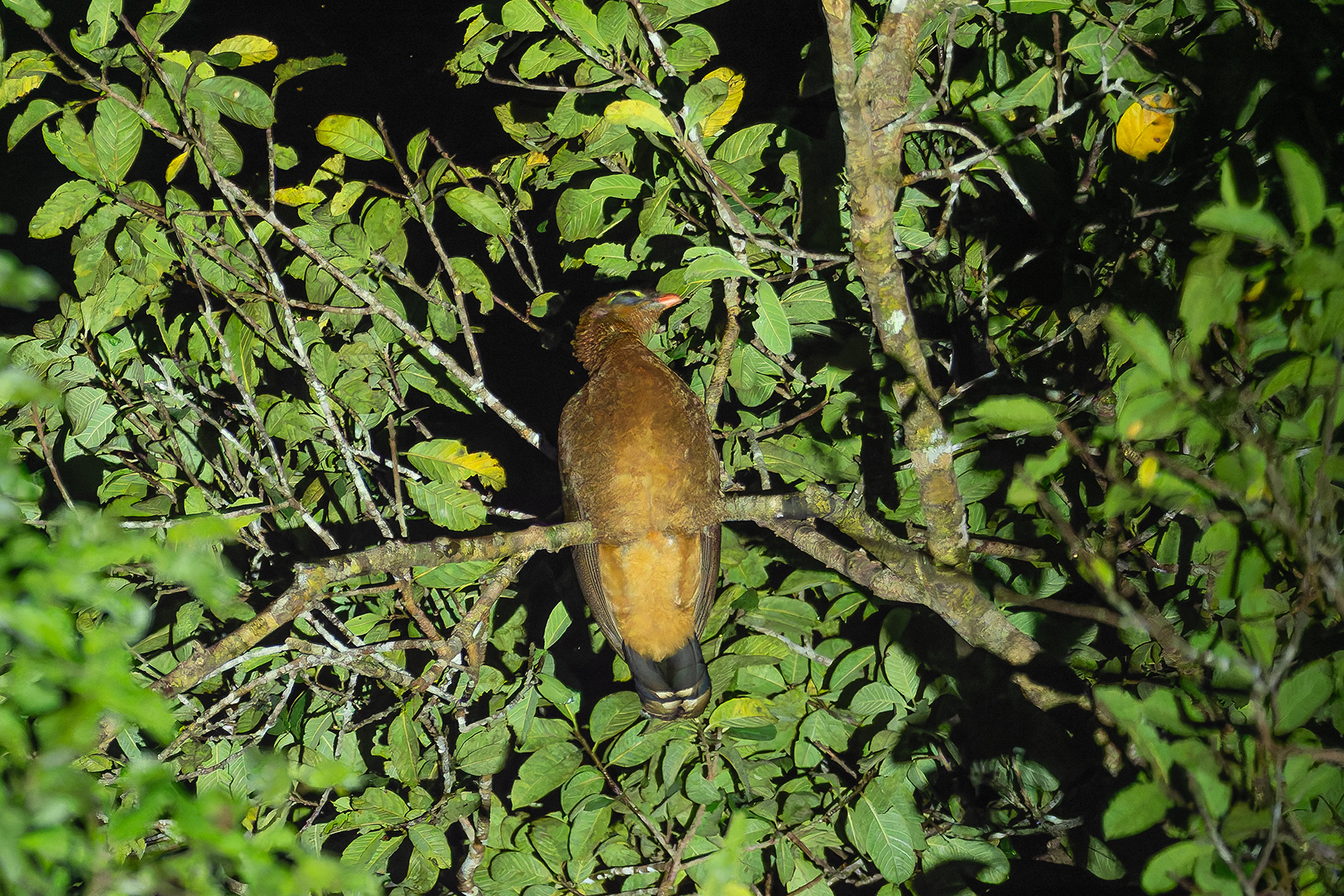 Nocturnal Curassow Iquitos (image by Mark Van Beirs)