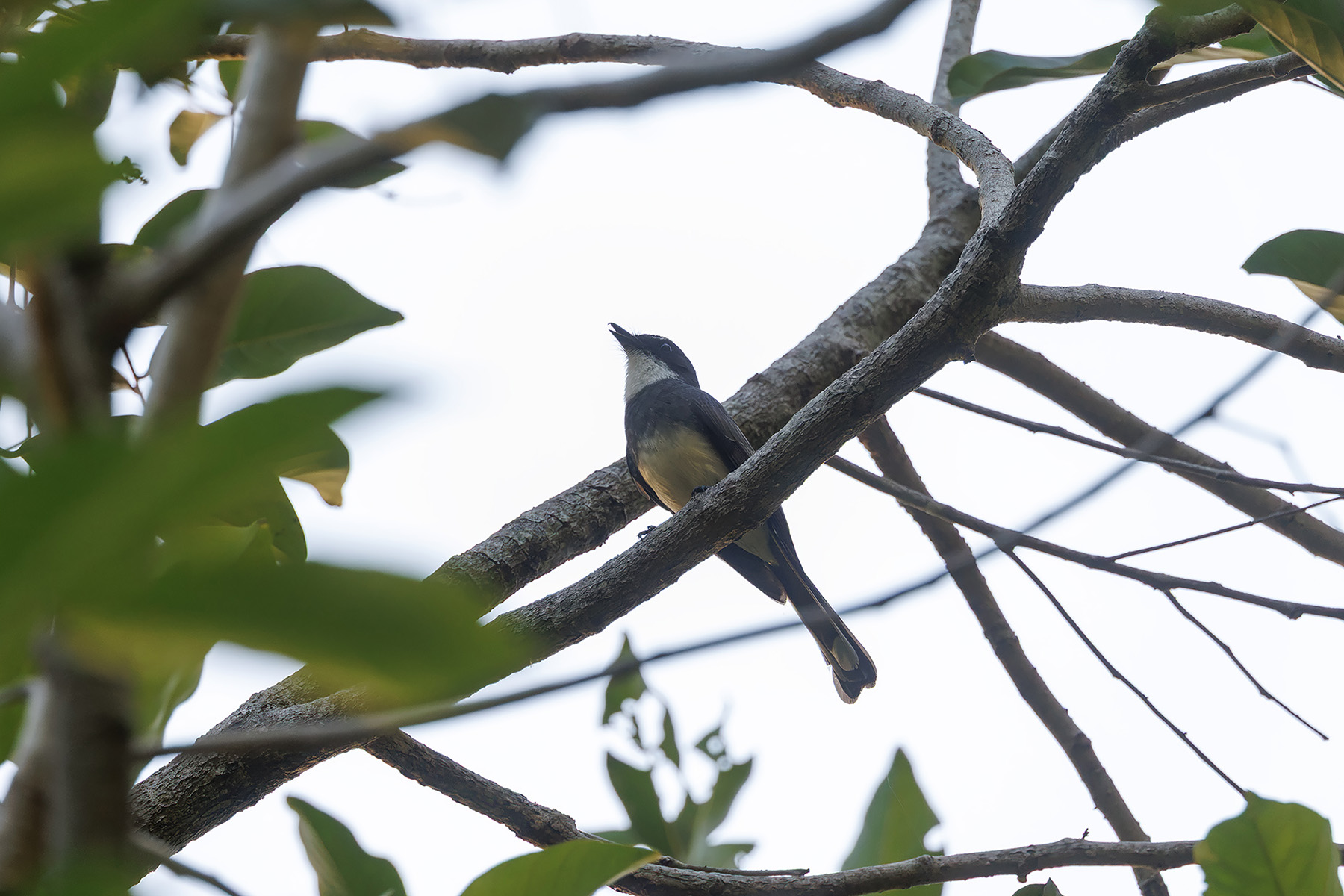 Northern Fantail (image by Dáni Balla)