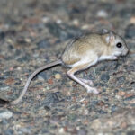Northern Three-toed Jerboa (image by Mark Beaman)