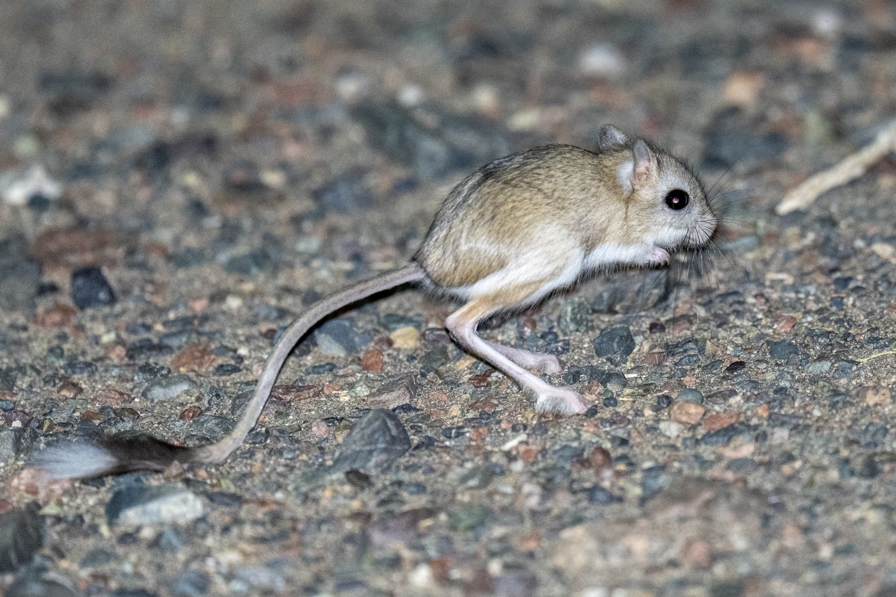 Northern Three-toed Jerboa (image by Mark Beaman)