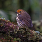 Ochre-fronted Antpitta (image by Leo Garrigues)