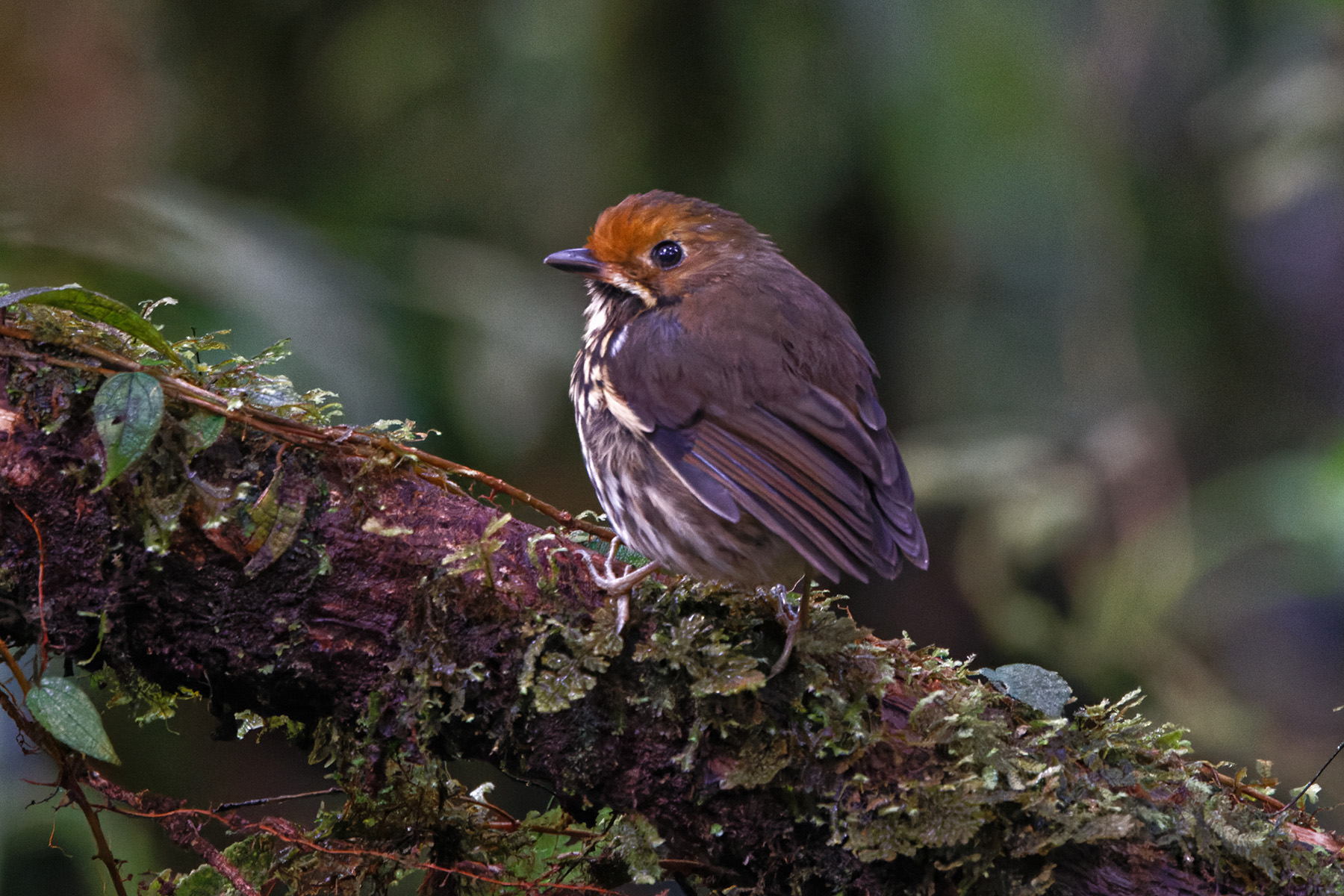 Ochre-fronted Antpitta (image by Leo Garrigues)