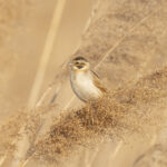 Ochre-rumped Bunting (image by Mark Beaman)