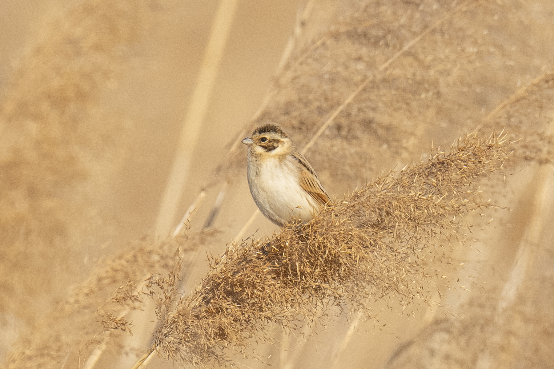 Ochre-rumped Bunting (image by Mark Beaman)