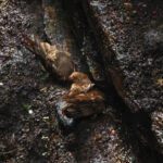 Oilbird (image by Leo Garrigues)