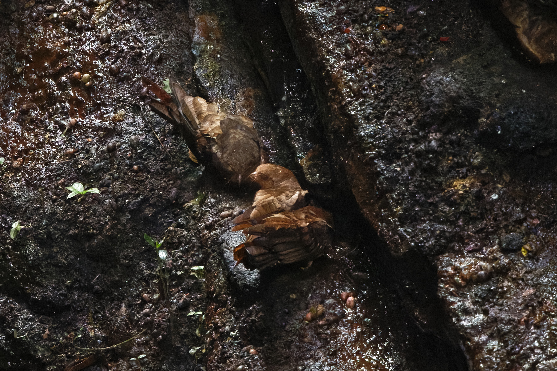 Oilbird (image by Leo Garrigues)