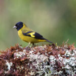 Olivaceous Siskin (image by Leo Garrigues)