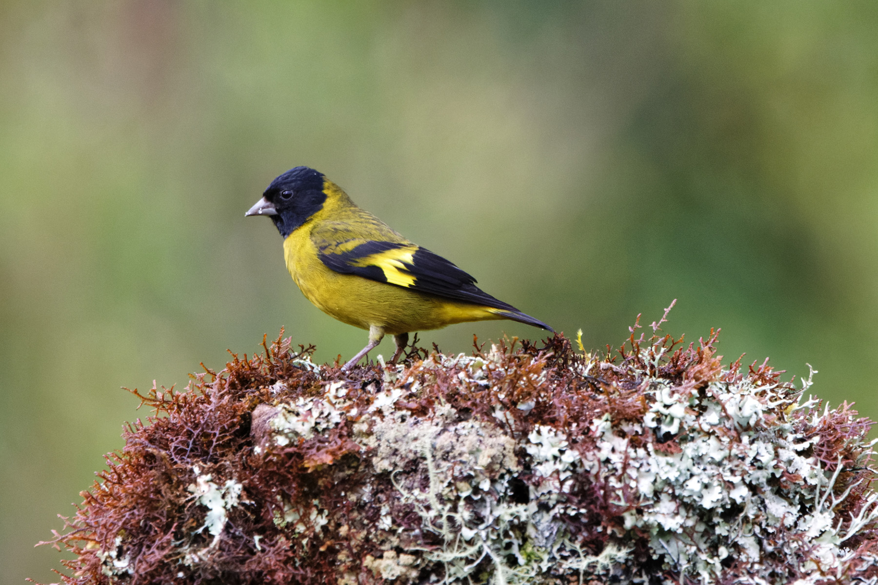 Olivaceous Siskin (image by Leo Garrigues)