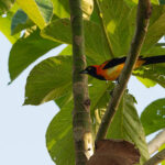 Orange-backed Troupial (image by Mark Van Beirs)