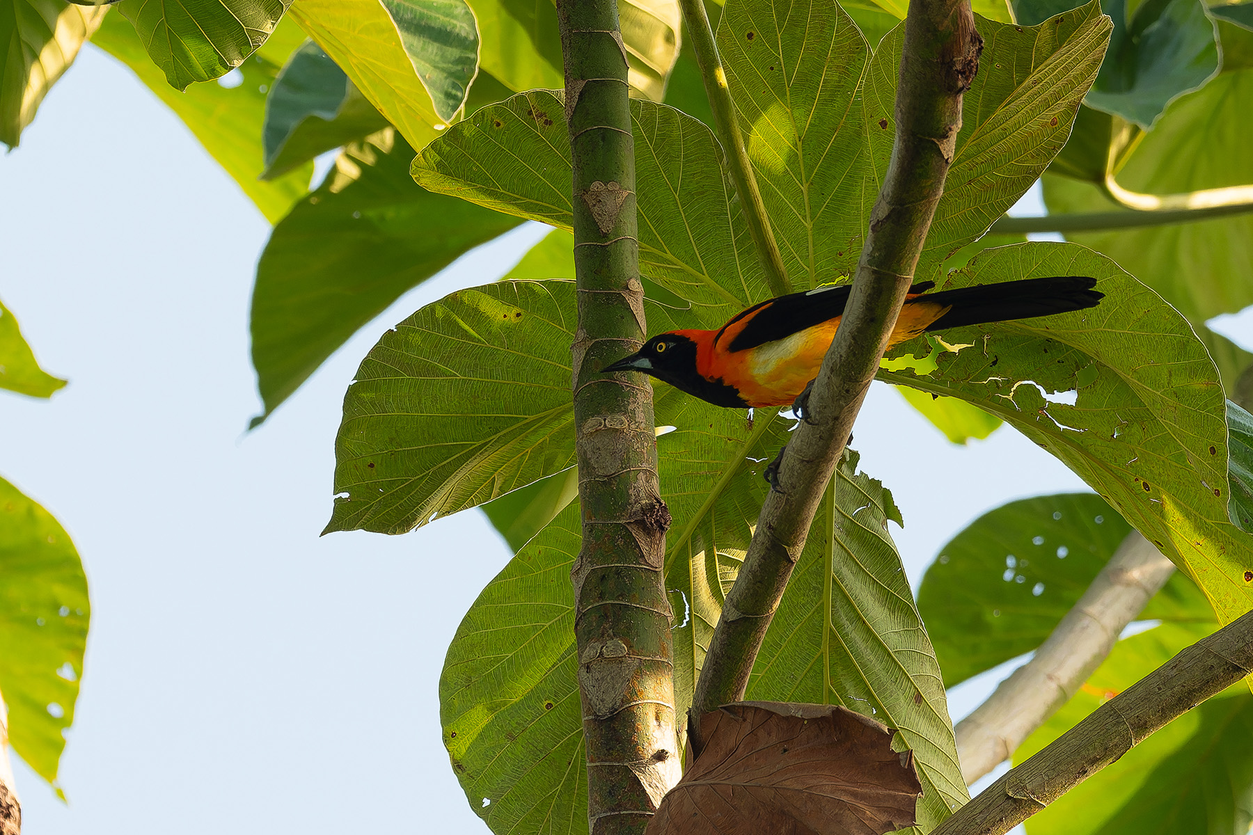 Orange-backed Troupial (image by Mark Van Beirs)
