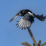 Oriental Magpie (image by Mark Beaman)