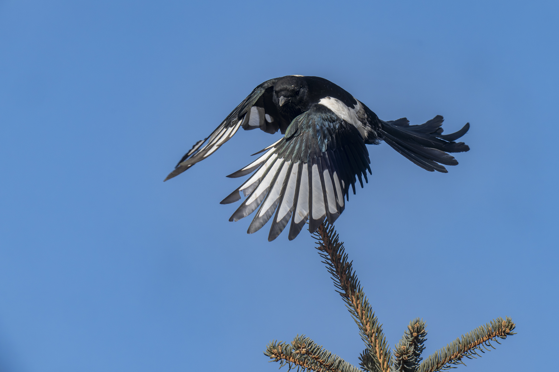 Oriental Magpie (image by Mark Beaman)