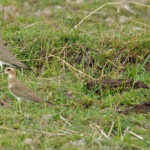 Oriental Plover (image by Craig Robson)
