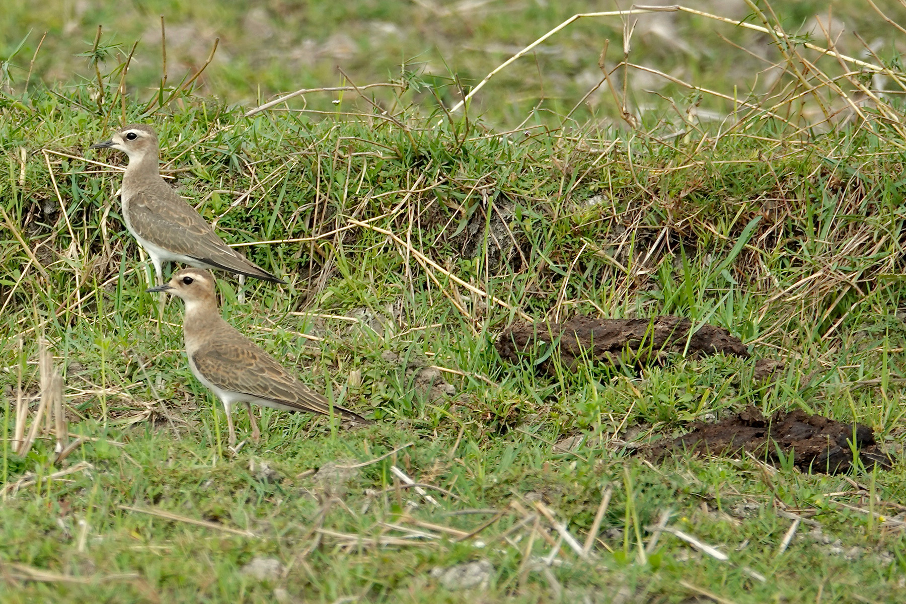 Oriental Plover (image by Craig Robson)