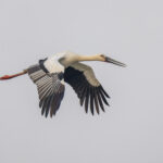 Oriental Stork (image by Mark Beaman)