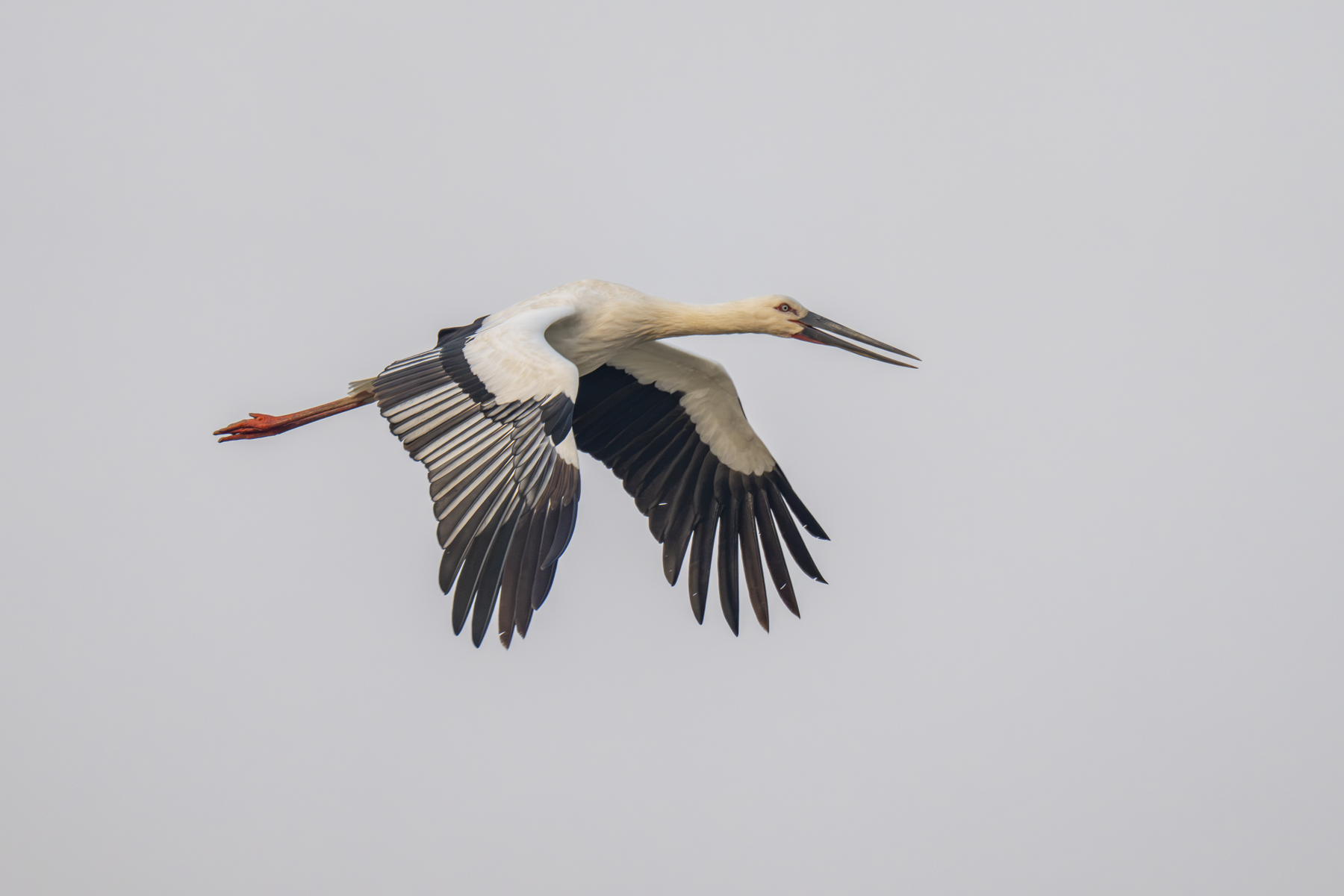 Oriental Stork (image by Mark Beaman)